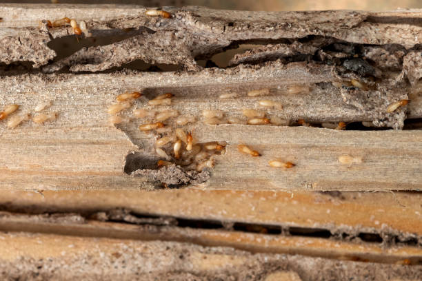 Best Emergency Pest Control  in East Lake, FL